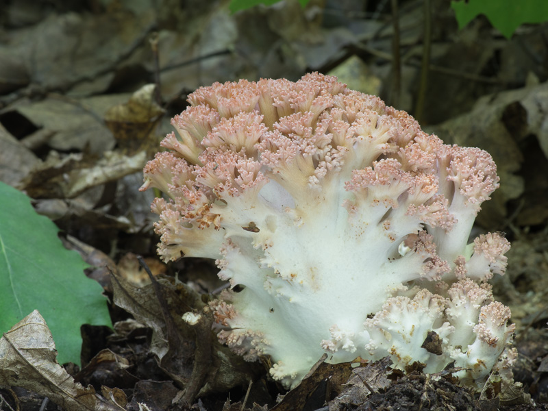 Ramaria botrytis